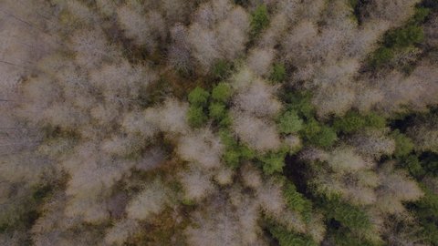 Top View Of Spruce And Larch Trees In The Forest On Hillside. aerial drone