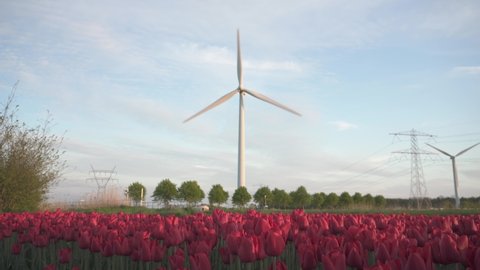 Field Of Red Tulip Flowers With Wind Turbines In The Netherlands - wide shot