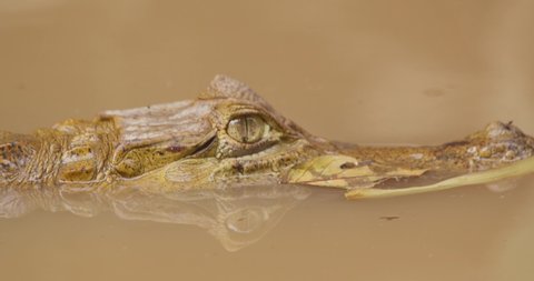 A side profile shot of a black caiman half submerged in the murky water and goes under a log, close up following shot