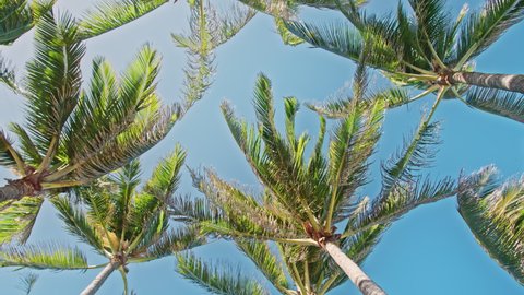 Amazing coconut palm tree on island beach, 4K slow motion. Beautiful palm tree tops swaying in wind on clear blue sky background. Perfect summer vacation commercial footage, Hawaii nature, Bali island