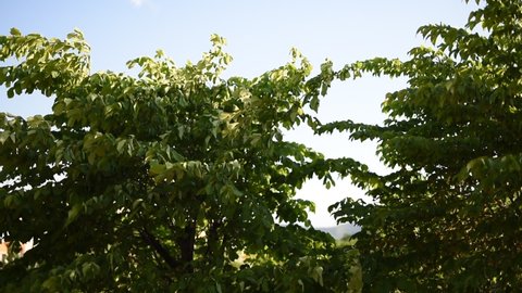 A view of the tops of a beech tree on a sunny, cloudless spring day. The wind moves green leaves and beech twigs
