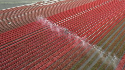 Aerial view of the colorful tulip fields with sprinkler in the field in Keukenhof, Lisse, Netherlands