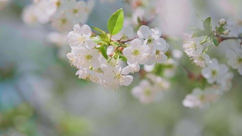 Macro footage of the cherry blossom branch with white flowers in full bloom with small green leaves swaying in the wind in spring under the bright sun. Close-up moving high quality 4K footage.