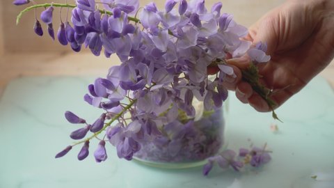 Purple wisteria flower (Purple Rain of Sensuality) holding in hand for perfume or cosmetics making.