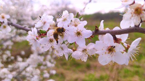 A bee collects nectar on a blooming cherry plum tree. Cherry plum blossoms in spring with white flowers. Beekeeping. Eco apiary in nature.