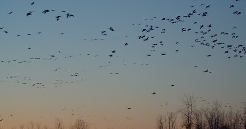Canada Geese Flying after Sunset