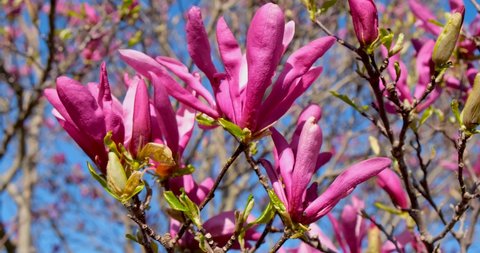 Close up view of Magenta Magnolia flowers on tree branches. 