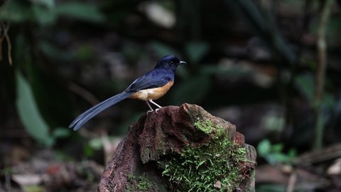Wildlife bird species of White-rumped shama perched on a tree branch looking for worm with natural background in tropical rainforest.