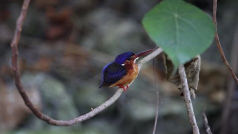 Wildlife bird species of Blue-eared Kingfisher perched on a tree branch looking for worm with natural background in tropical rainforest.