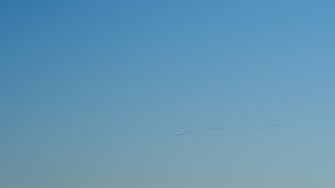 Birds geese migration flying in v formation, blue sky background. Wild geese are flying.