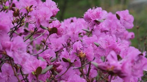 Blooming rhododendron swings in the wind in spring