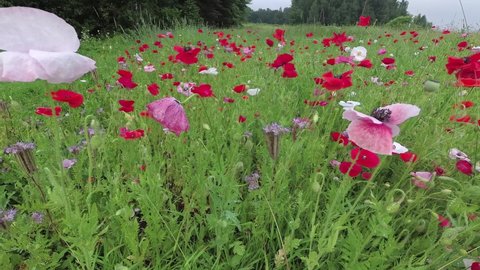 Meadow with beautiful  poppies blossoms in sunrise sunshine, time lapse