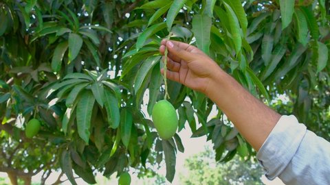 Fresh mangoes. Mango holding green mango. Mangoes production. The man is checking the production of mangoes. Green mangoes tree. Mango holding in hand.