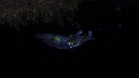 A Bigfin Reef Squid - Sepioteuthis lessoniana hunts at night. The video was taken at a depth of 3m., near the village Amed. Bali, Indonesia.