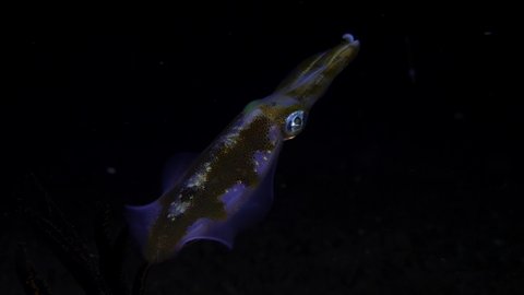A Bigfin Reef Squid - Sepioteuthis lessoniana hunts at night. The video was taken at a depth of 3m., near the village Amed. Bali, Indonesia.