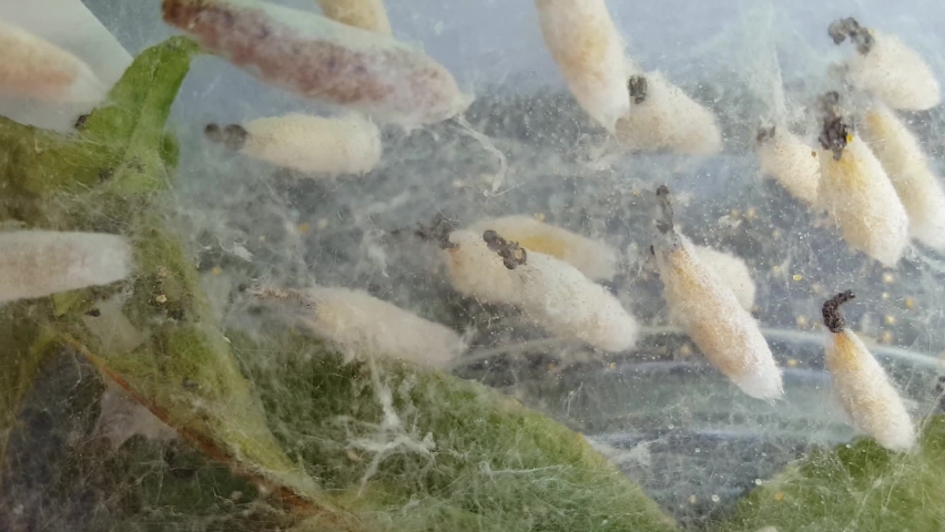 Zoom out of Ermine moth caterpillars in the pupa, cocoon, stage of their metamorphosis life cycle Royalty-Free Stock Footage #1090183287