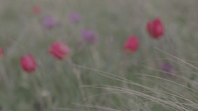 Beautiful blooming wild steppe. Spring flowers tulips in the steppe. Red tulip, tulipa gesneriana (T. Schrenkii Regel). Blooming meadow in spring. 120 fps, ProRes 422, 10 bit, ungraded C-LOG video.