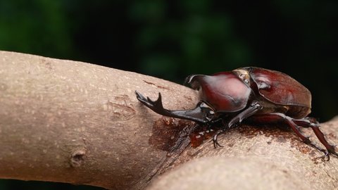 4K video of beetles licking sap.