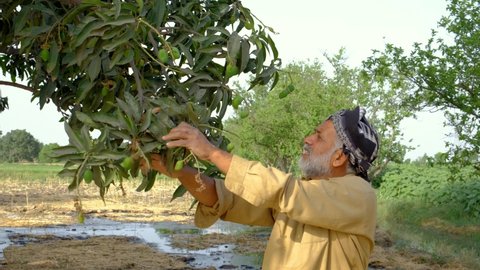 Mango production. The farmer is checking the mango production. Checking mangoes production. Senior farmer checking mangoes production. Green mangoes.