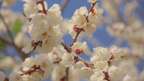 White Apple Flower Buds on a Branch. Closeup on Flowering Bloom of Apple Tree Blossoming Flowers in Spring Garden. Spring Day and Blue Sky