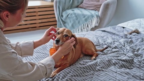 Caucasian woman home clothes in cozy bedroom puts small glasses on her little brown dog dachshund dressed on her orange butterfly, close-up, concept of playing with a pet