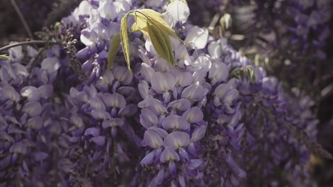 Springtime. Close-up of a flowering wisteria, and a woman sniffing flowers. Pan shot.