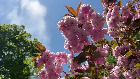 Pink cherry blossom in spring garden against blue sky. Beautiful flowering sakura branch.
