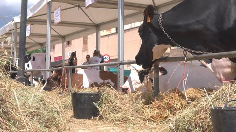 Campos, Spain; may 07 2022: Annual Friesian cow fair in the Majorcan town of Campos, Spain. Exhibition of cows in the street