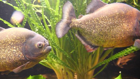 Couple of dangerous Red-bellied Piranha swimming between water plants in Amazon during sunny day