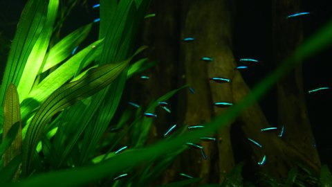 Bright blue lighting Neon Tetra Fish Group between green water plants in Aquarium - close up prores 422
