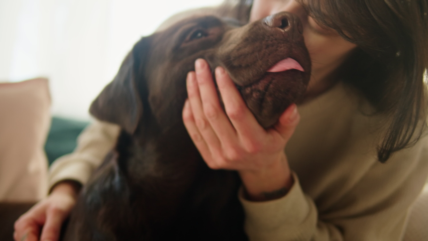 Brown dog close-up. Woman hugging and kissing retriever on sofa in living room, obedient labrador posing. Happy domestic animal concept, best friends, puppy relaxing at home, breathing with tongue out Royalty-Free Stock Footage #1090190127
