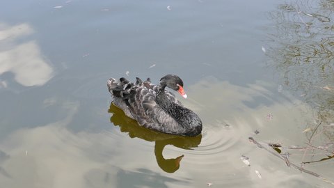 Black swan swims in the lake