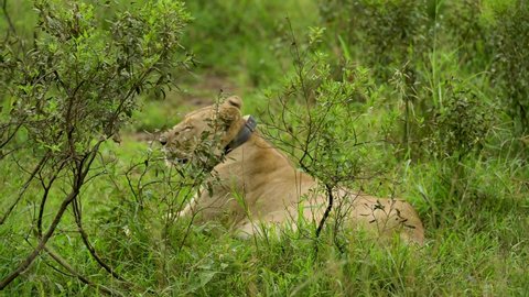 Lioness with a GPS transmitter around neck in nature reserve in Hluhluwe National Park South Africa
