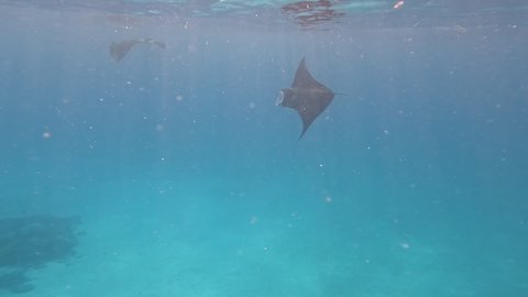 Sunny Underwater Shot of Manta Ray in Blue Indian Ocean. Mobula Alfredi Swims in Laccadive Sea in Maldives.