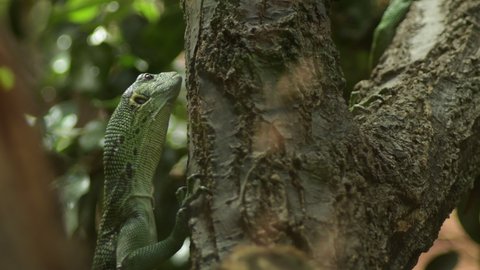 Emerald tree monitor or green tree monitor lizard in a tree - Varanus prasinus