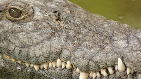 Crocodile mouth in a river. Nile crocodile