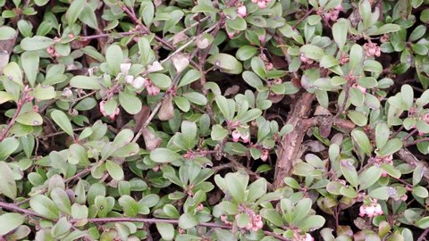 Plant with medicinal properties. Leaves Arctostaphylos uva-ursi
