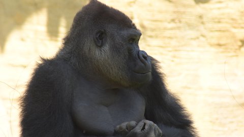 Big gorilla in a zoo natural park - Western lowland gorilla