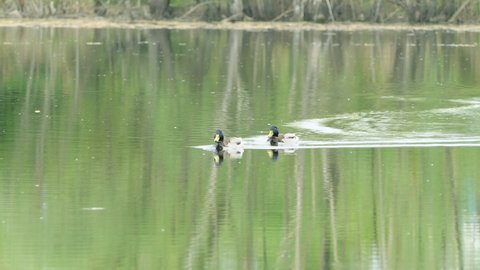 Mallards swim in a pond on an autumn sunny day. Wild geese. Close-up of a mallard or wild duck Anas platyrhynchos. Birds swim in beautiful light in the lake.