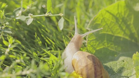 Snail in the garden. Snail close-up. Snail farm. Snails in the grass. Growing snails.