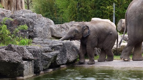 The Asian or Asiatic elephant, Elephas maximus is the only living species of the genus Elephas and is distributed in Southeast Asia from India and Nepal in the west to Borneo in the east.