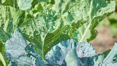 Brassica oleracea is plant species that includes many common cultivars, such as cabbage, broccoli, cauliflower, kale, Brussels sprouts, collard greens, Savoy cabbage, kohlrabi, and gai lan.