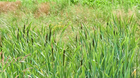 Typha latifolia (broadleaf cattail, bulrush, common bulrush, common cattail, cat-o'-nine-tails, great reedmace, cooper's reed, cumbungi) is perennial herbaceous plant in genus Typha.