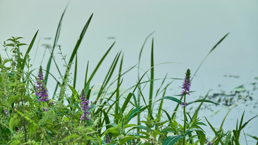 Stachys palustris, commonly known as marsh woundwort, clown