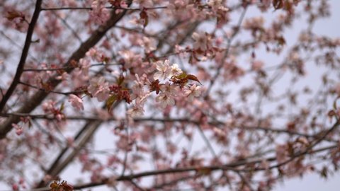 Pink young open blooming Cherry tree. Close up of Cherry blossoms twigs with buds in the spring season. Beautiful pink flowers of Sakura tree at breeze with moving branches.