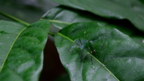 A zoom out of this insect as seen from its back while resting on a leaf, Katydid on the leaf, Kaeng Krachan National Park, Thailand.