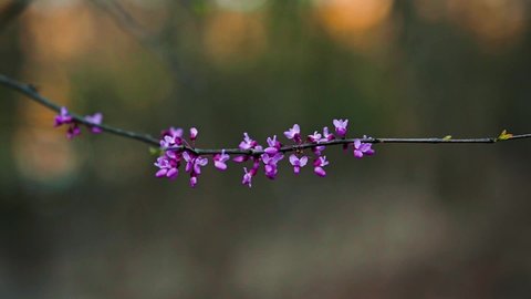 Close Up Of Purple Flower Of Eastern Redbud Cercis Canadensis Shrub In North America In Spring