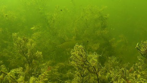 Pike swimming in algae Сoontails or hornworts (Ceratophyllum), thickets of aquatic flowering plants in Yalpug lake, Ukraine