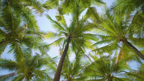 Coconut palm trees bottom top view sun shining through branches sunny Miami Florida. tree branches blue sky. Wide Camera Looking up row green trees grove dolly shot POV Passing under sun.