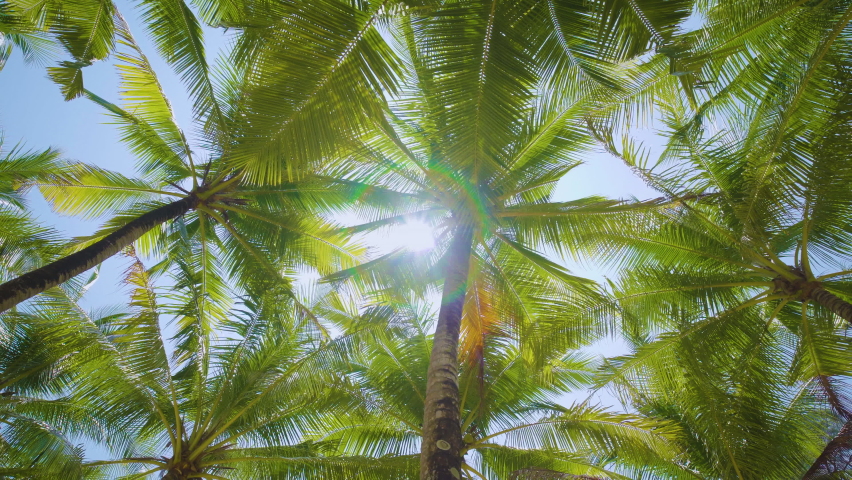 Camera looks up move forward past rows coconut trees bottom top view sun shining through branches blue sky Miami Florida. Wide Camera palm trees grove dolly shot POV Passing under sunny or sunset 4k
